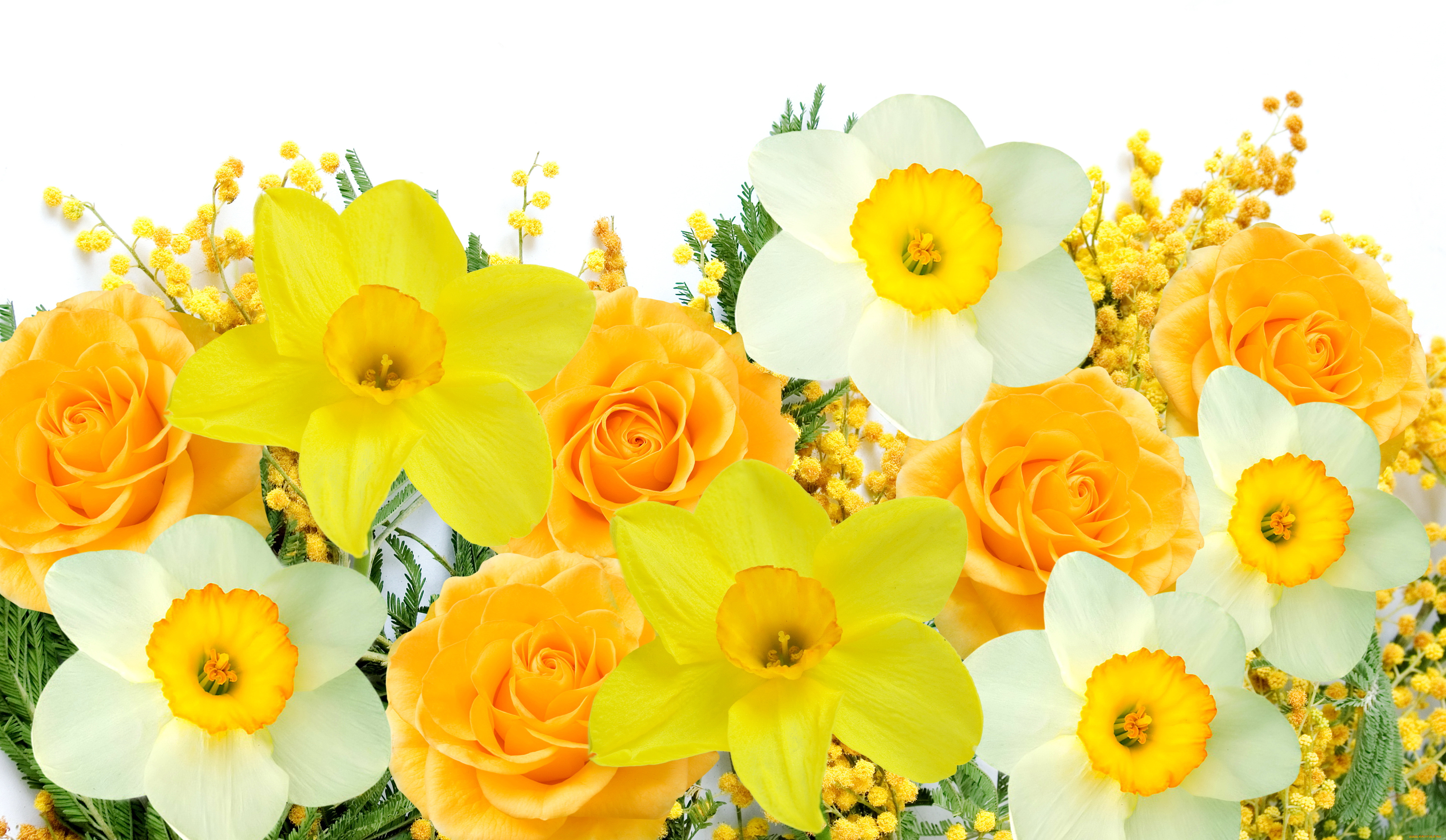 ,  , spring, flowers, mimosa, daffodils, yellow, white, delicate, , , , , 